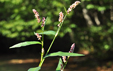 Polygonum persicaria