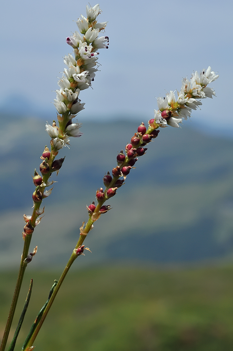 Polygonum viviparum