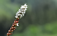 Polygonum viviparum