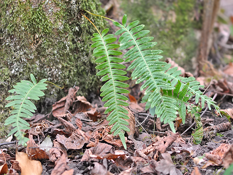 Polypodium vulgaris