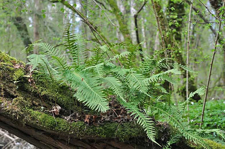 Polypodium vulgare