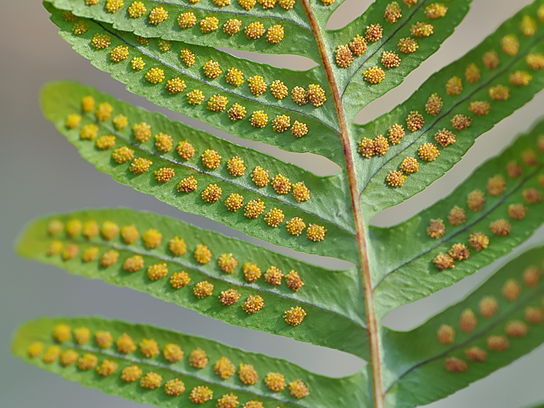 Polypodium vulgare