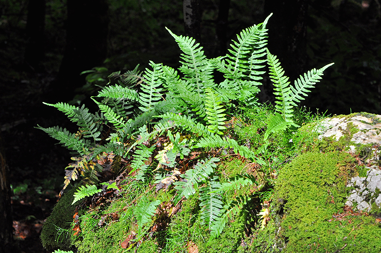 Polypodium vulgare