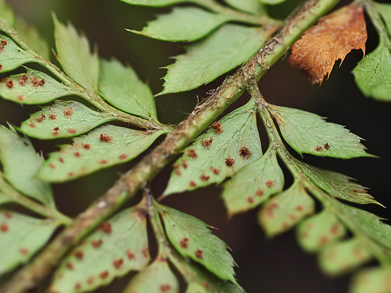 Polystichum aculeatum