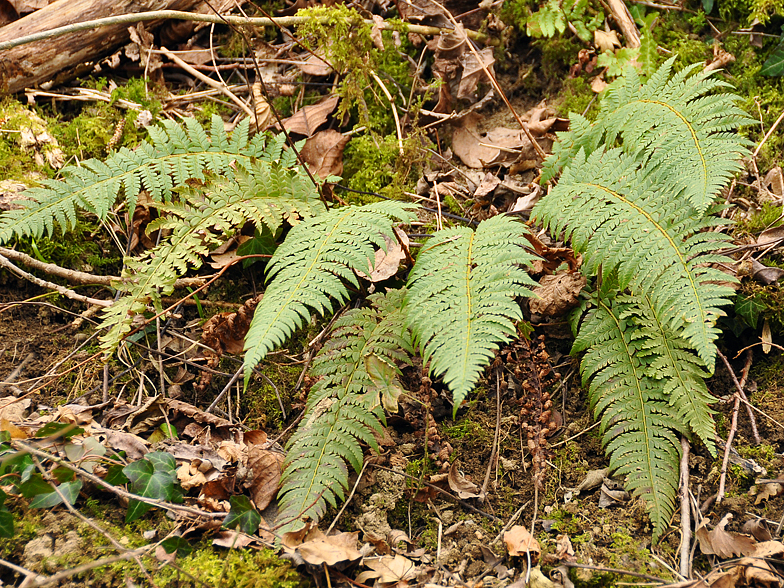 Polystichum aculeatum