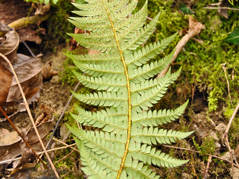 Polystichum aculeatum