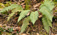 Polystichum aculeatum