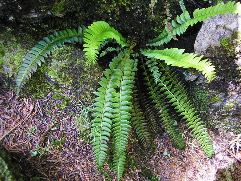 Polystichum lonchitis