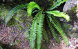 Polystichum lonchitis