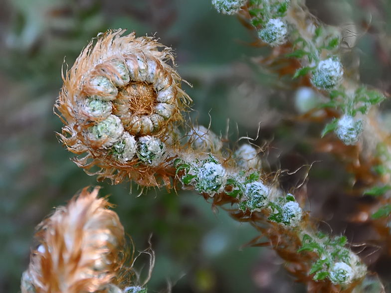 Polystichum setiferum