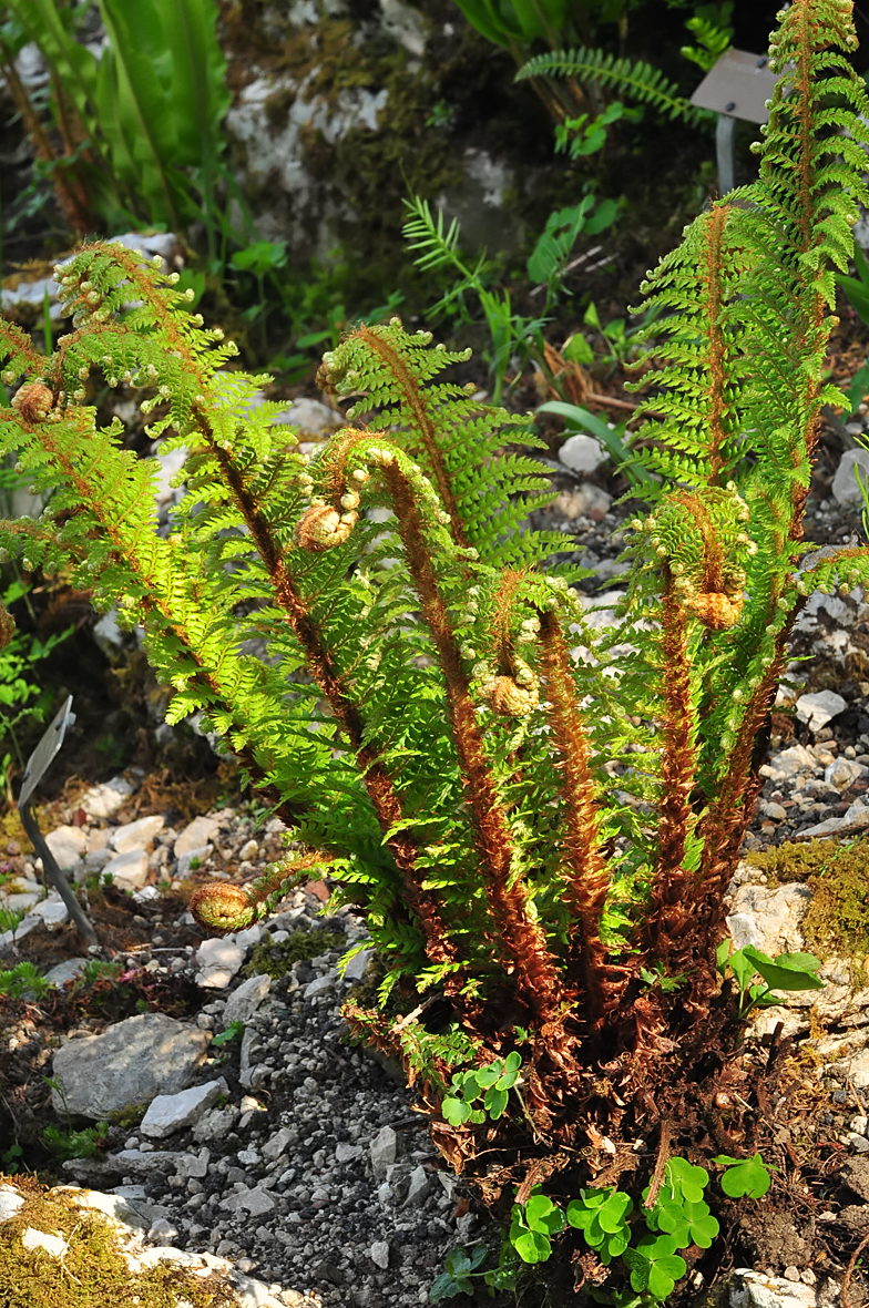 Polystichum setiferum