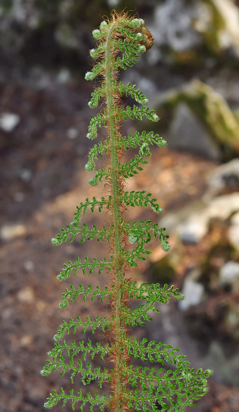 Polystichum setiferum