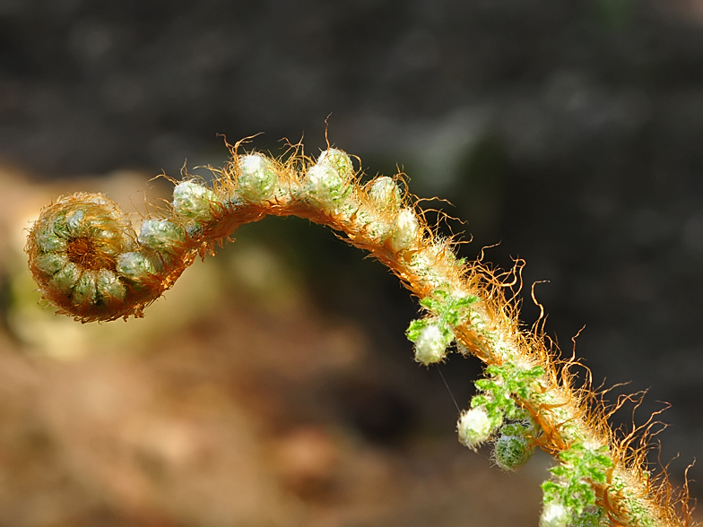 Polystichum setiferum