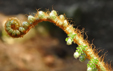 Polystichum setiferum