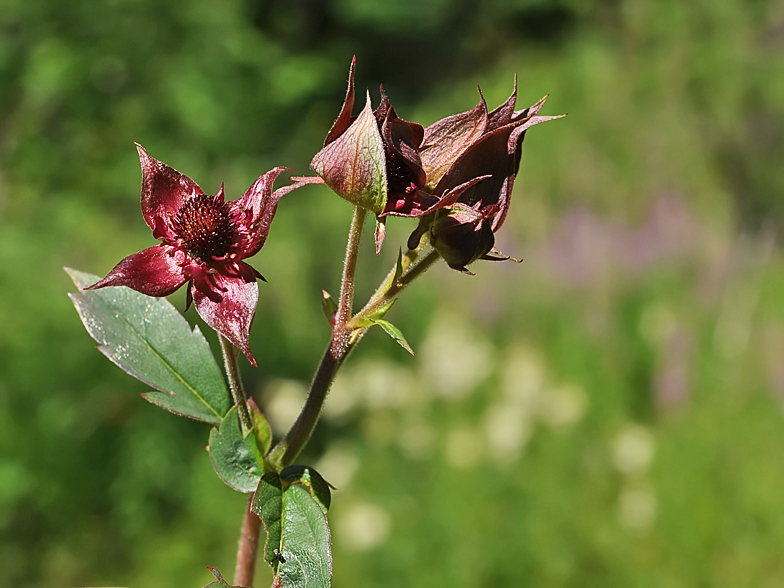 Potentilla palustris