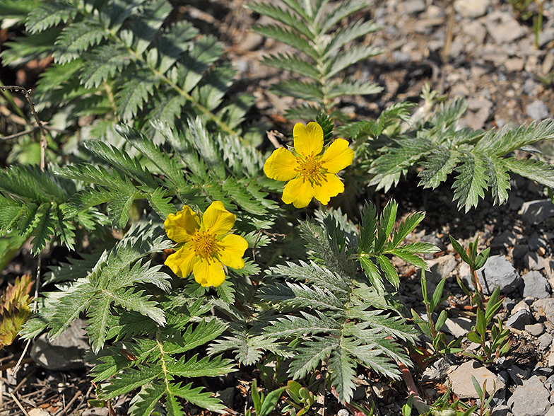 Potentilla anserina