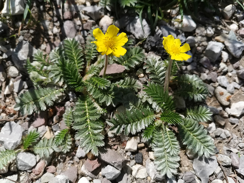 Potentilla anserina