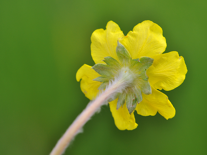 Potentilla anserina