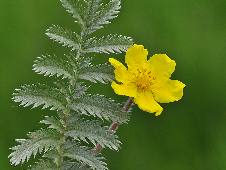 Potentilla anserina