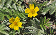 Potentilla anserina