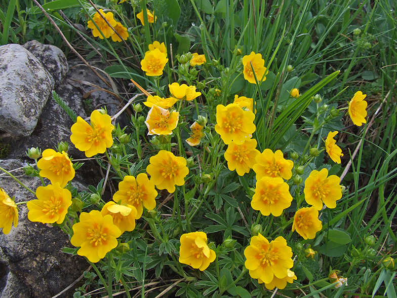 Potentilla aurea