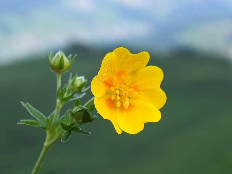 Potentilla aurea