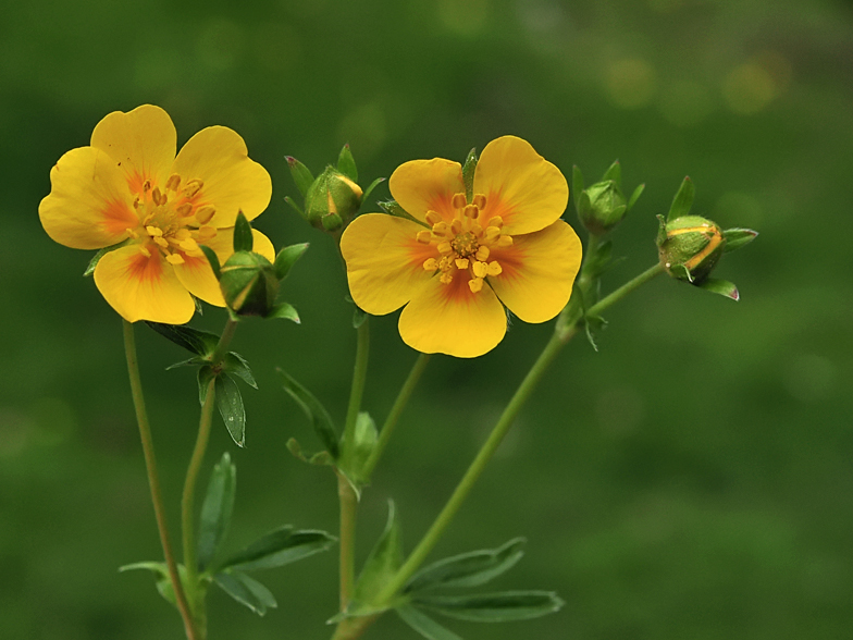 Potentilla aurea