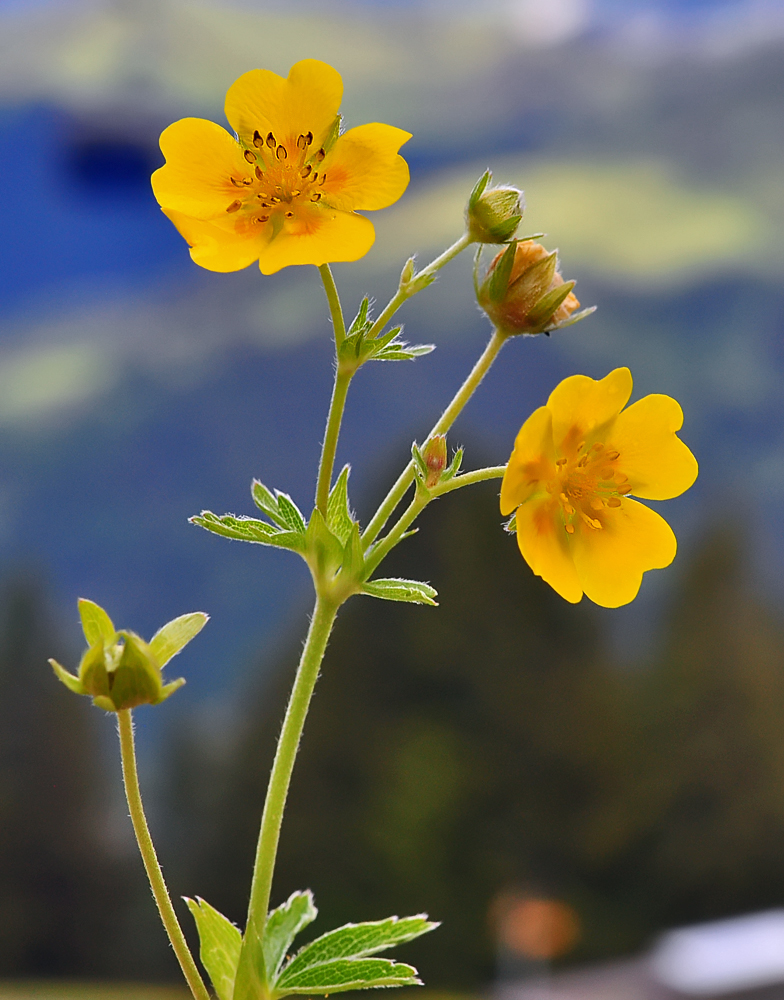 Potentilla aurea