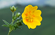 Potentilla aurea