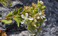 Potentilla caulescens