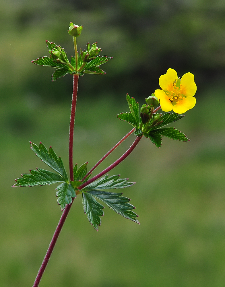 Potentilla erecta