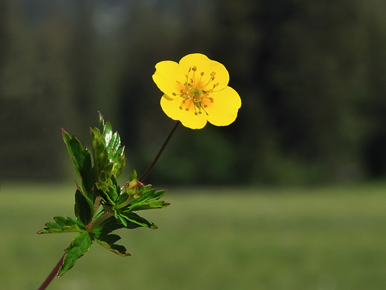 Potentilla erecta