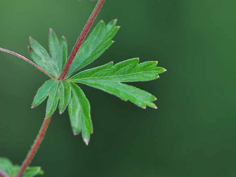 Potentilla erecta