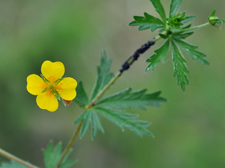 Potentilla erecta