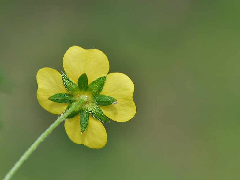 Potentilla erecta