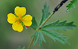 Potentilla erecta