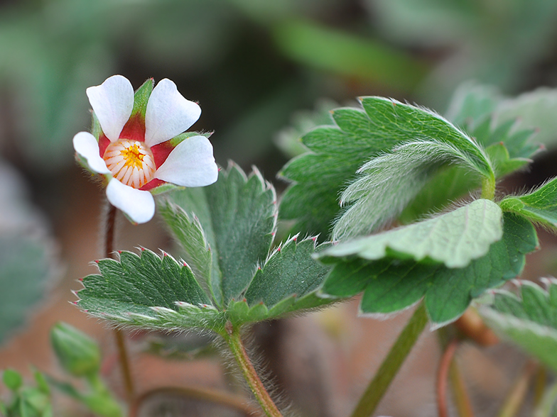 Potentilla micrantha