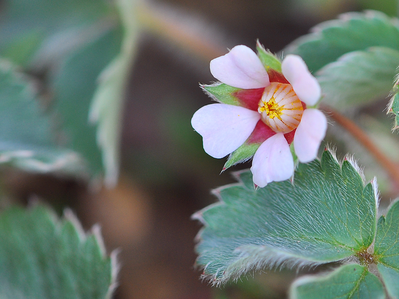 Potentilla micrantha