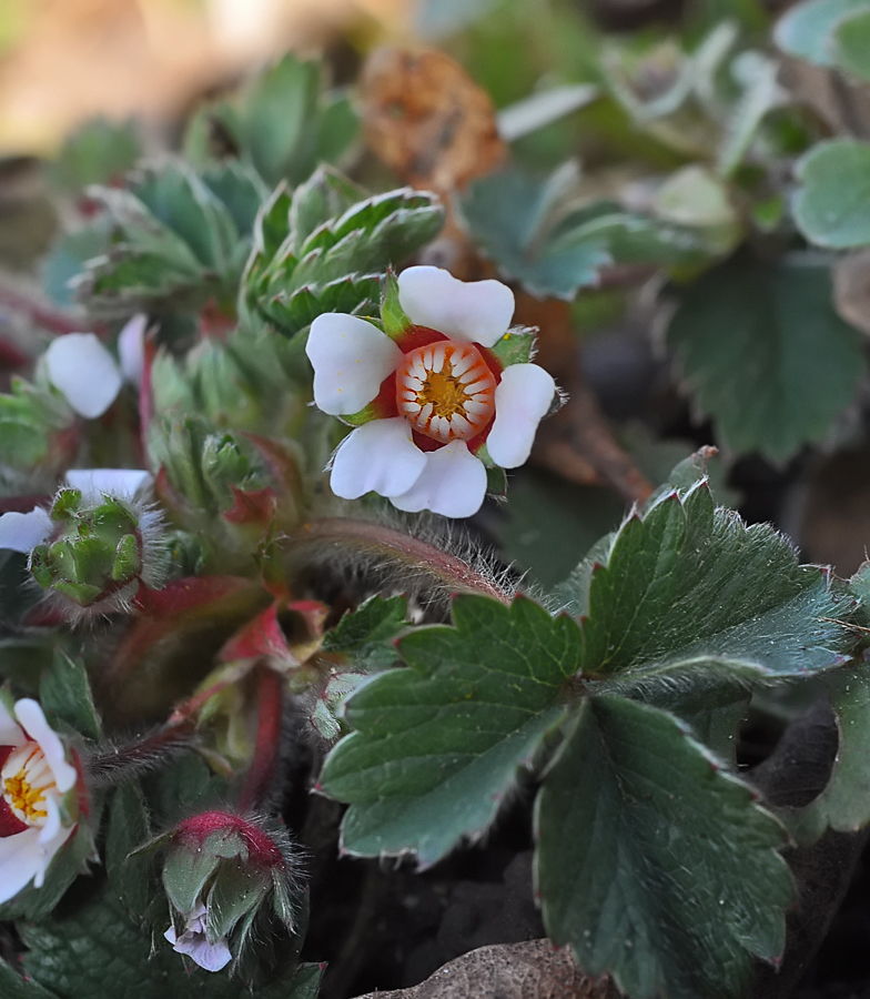 Potentilla micrantha