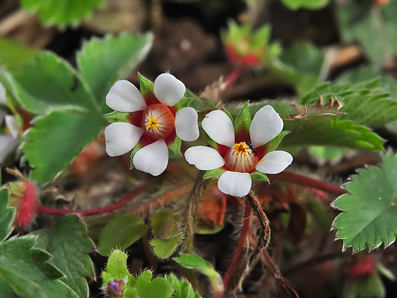 Potentilla micrantha