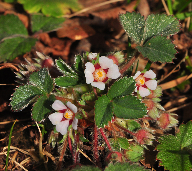 Potentilla micrantha