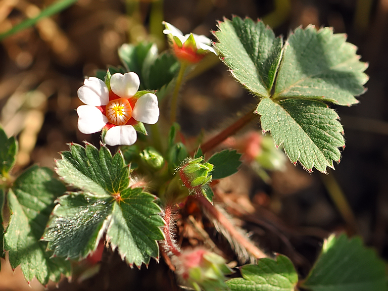 Potentilla micrantha