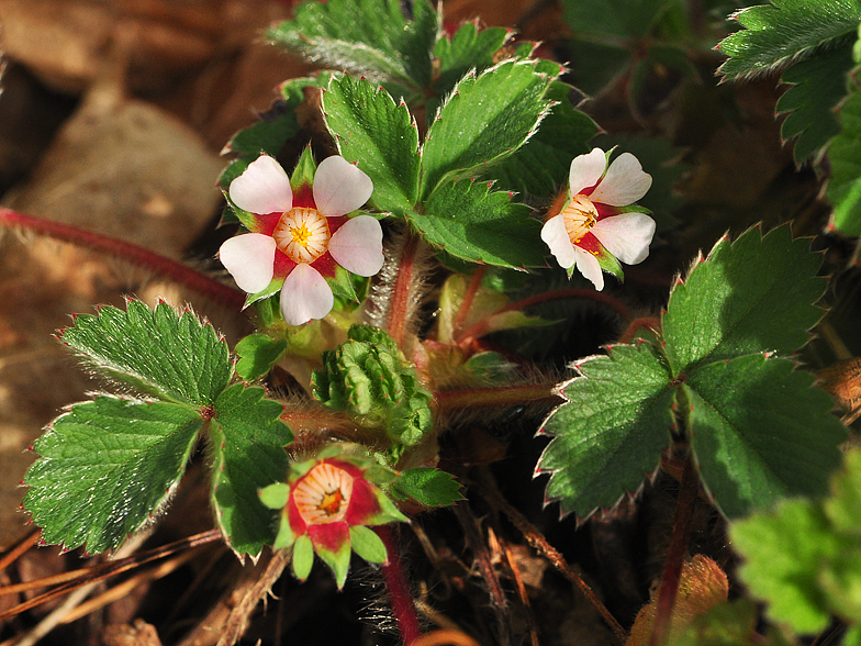 Potentilla micrantha