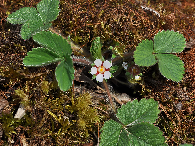 Potentilla micrantha