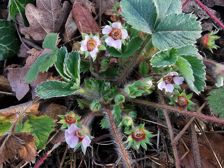 Potentilla micrantha