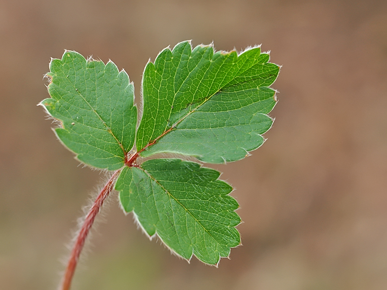 Potentilla micrantha