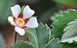 Potentilla micrantha