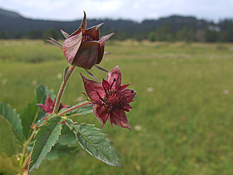 Potentilla palustris