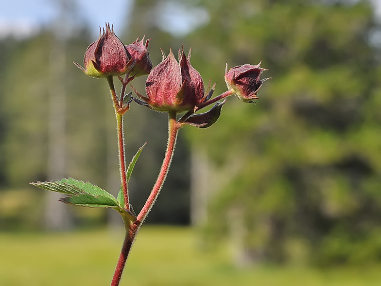 Potentilla palustris