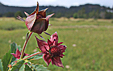 Potentilla palustris